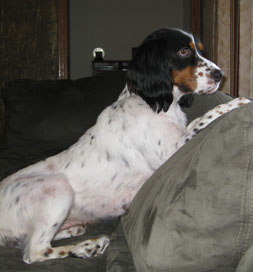 dog-adoption-english-setter-annie-rives Annie the English Setter