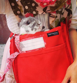 Bunny-on-errand Bunny on errand