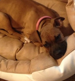 dog-adoption-boxer-scarlett-stout Scarlett, a boxer pup