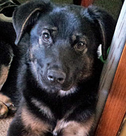 dog-adoption-german-shepherd-nettie-malchow Nettie, a German Shepherd mix