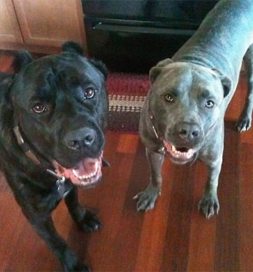 dog-adoption-cane-corso-tank-taylor Trooper and Tank, two Cane Corsos
