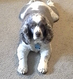 dog-adoption-cocker-spaniel-bizzy-lymburner Bizzy, a Cocker Spaniel
