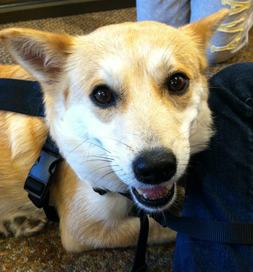 dog-adoption-finnley-fitz-gibbon Finnley Fitz-Gibbon