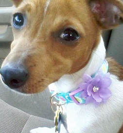 dog-adoption-rat-terrier-chloe-baskers Chloe, a rat-terrier mix