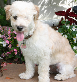 dog-adoption-winky-mazzie Winky the dog