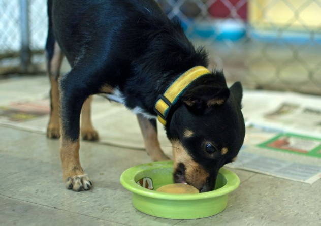 pupsicle-recipe-dog-AZ236-25395932 dog eating out of a bowl