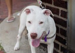 26388671-west-jersey-volunteers-for-animals deaf dog photo