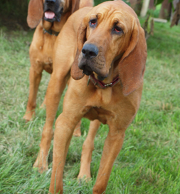 Lulu the bloodhound Lulu Hobers