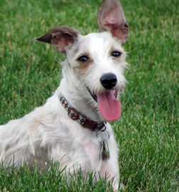 dog-adoption-italian-greyhound-schnauzer-winston-bundgard Winston, a Schnauzer-Italian Greyhound mix