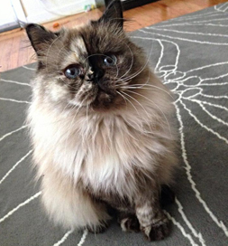 Delores, a Persian cat