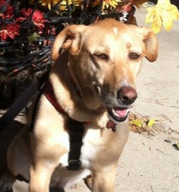 Rose, a Labrador retriever