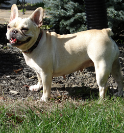 Maddy enjoys a home and yard after years in a wire cage.
