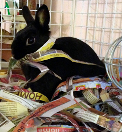 Harvey Dent likes to do a little home decorating in his three-story condo.