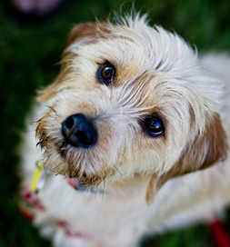 Seamus not only found a home, he also found his voice.