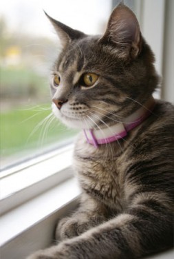 5-tips-pet-friendly-apt