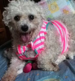 Now life is beautiful for this former puppy mill dog.