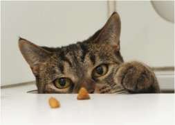 new-food-tips-cat