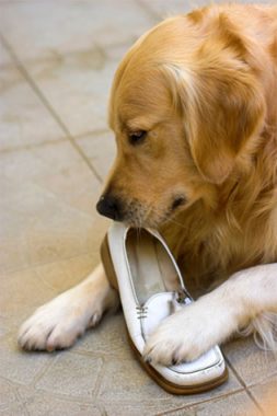 Chewing is natural. Learn how to control it.