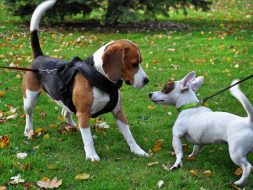 Dogs Socializing