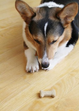 Dog Stares at Treat