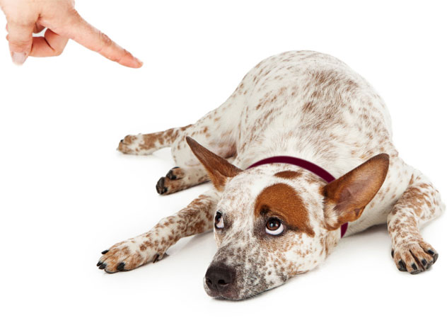 Dog being scolded.