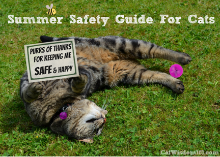 Summer Guide for Cats