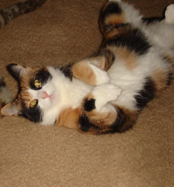 Callie shows she's in a playful mood.
