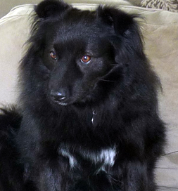 Bubba stays alert in case someone is going for a truck ride.