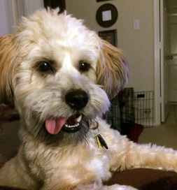 Brady is bright and alert and always ready to make new friends.