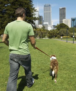 Walking your dog during the summer