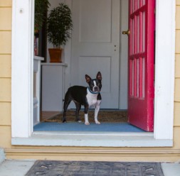 Help your dog build impulse control.