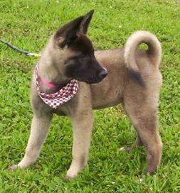 When Dreamer was a pup, Judy had no idea what a comfort she would become.