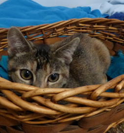 Taffy is a three-month-old ball of fun.
