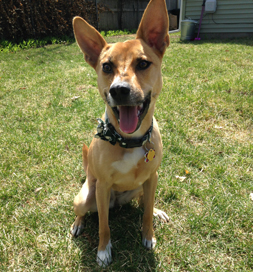 Josie's separation anxiety came close to putting her adoption in jeopardy.