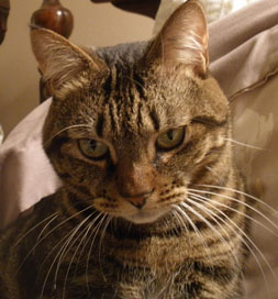 Nala is spunky with her family, but remains shy around strangers.