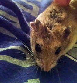 Sherlock is a curious fellow.