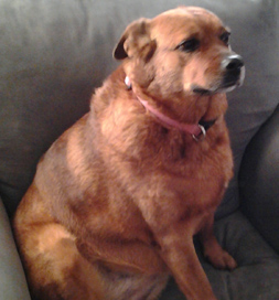 Penny watches over things from her favorite chair.