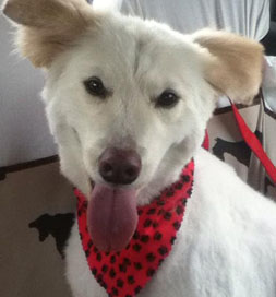 When rescued, Angel needed an angel of her own.