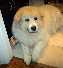 Conan guards a kitten the Costellos are fostering.