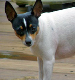 Ladybug is on high alert for her favorite game of "Kick the Ball."
