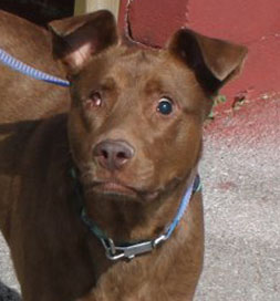 Mariah's face on Petfinder changed Ryan's life.