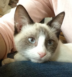 Matoki served as a role model for a litter of once-feral kittens.
