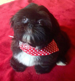 Who could resist Niko's puppy dog eyes?