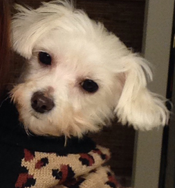 Gracie, once matted and unkempt, strikes a pose that shows her beauty.