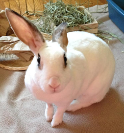 Dolly Daffodil looks alert when she sees the camera.