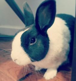 Theodore is content in his new home.