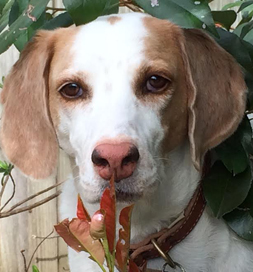 Archer may have been a hunting dog who strayed.