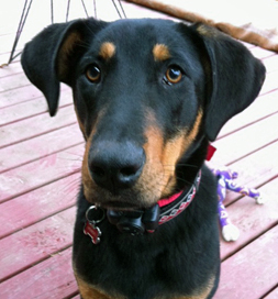 Hondo traveled a long way to find a home.