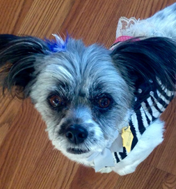 Chiquilla seems to ask, "Is it my turn to sit in your lap?"