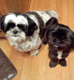 Siblings Buddy and Bella were adopted together.